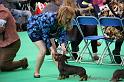 Crufts2011_2 913